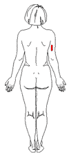 Female: Posterior Measurement Sites